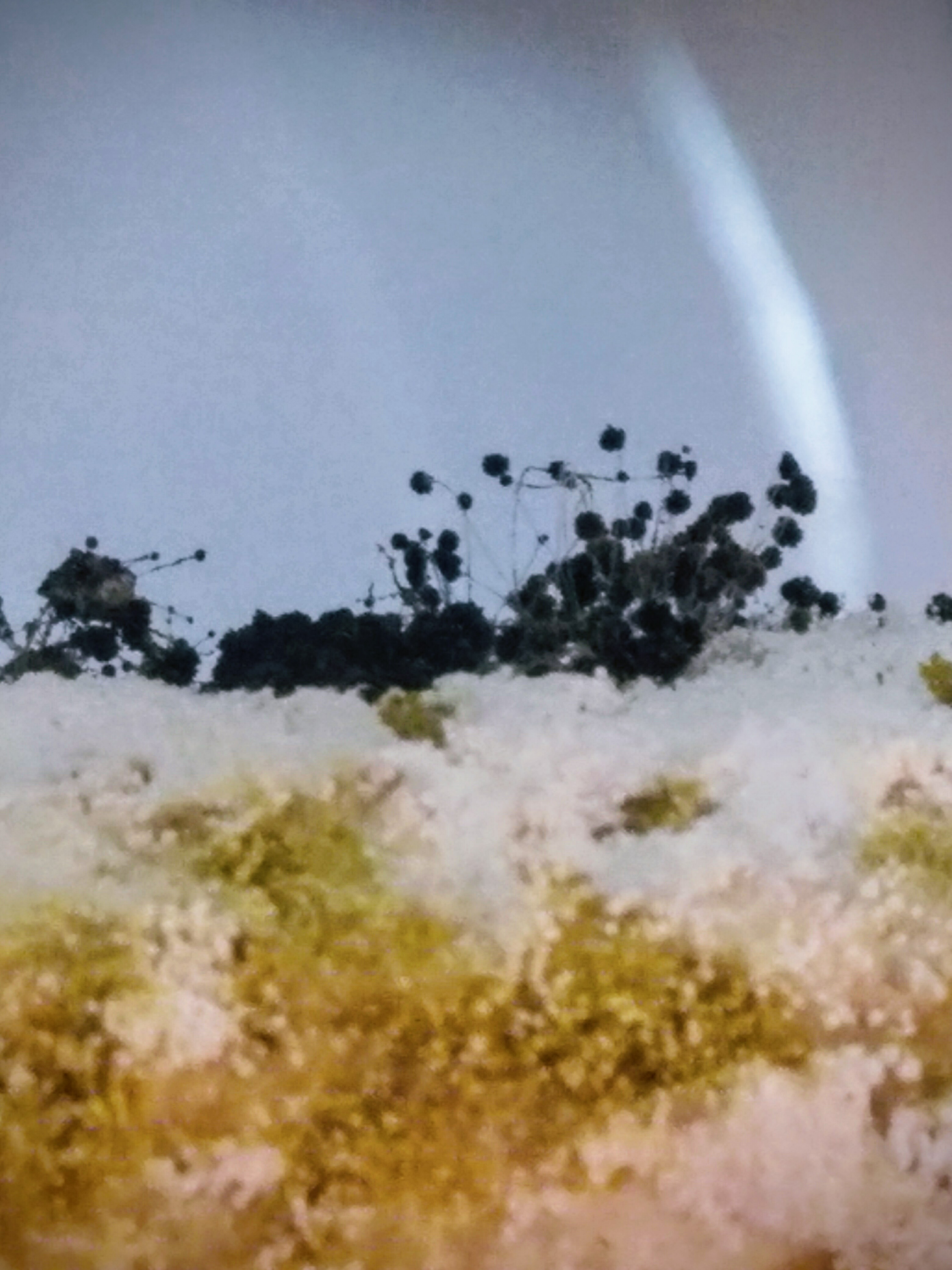 Aspergillus Microscopy — Microscopy — Mycelia
