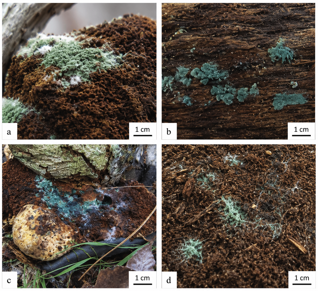 Trichoderma — Species — Mycelia