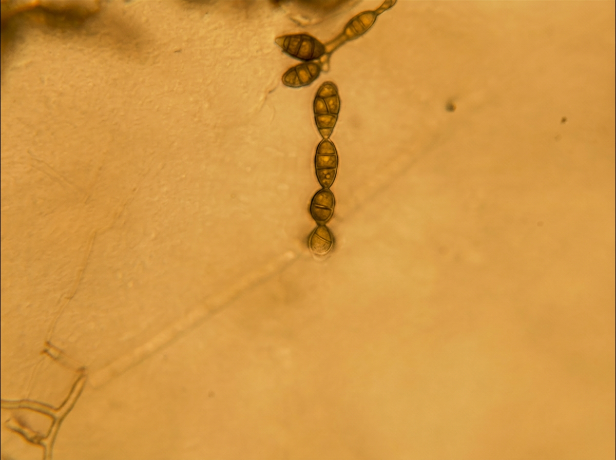 Alternaria — Species — Mycelia