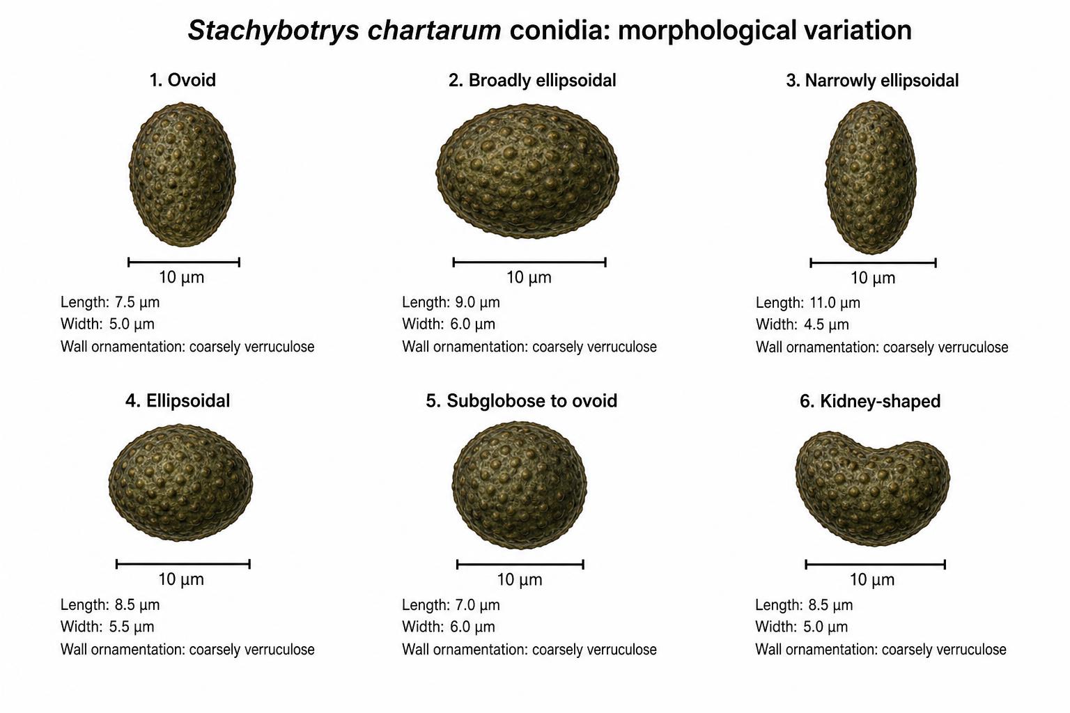 Stachybotrys Microscopy — Microscopy — Mycelia