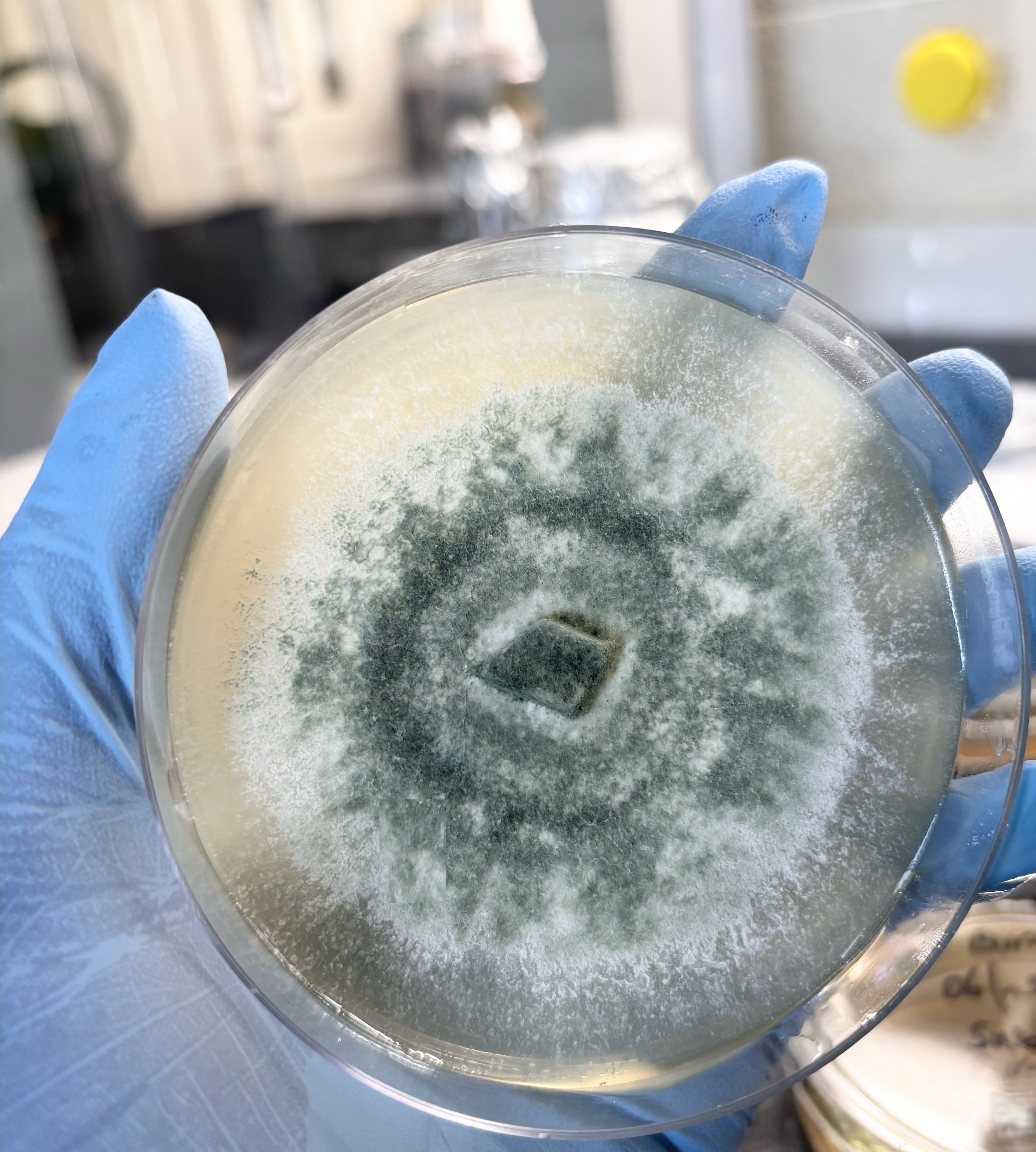 Trichoderma — Species — Mycelia