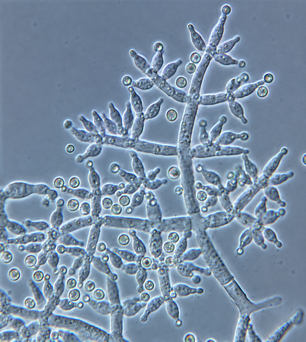 Trichoderma Sem Trichoderma — Species — Mycelia