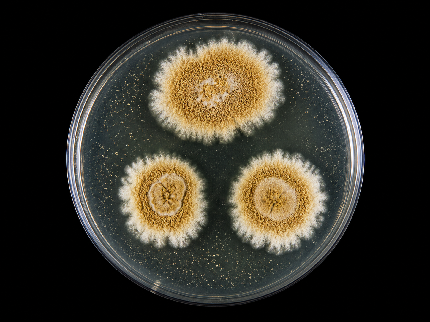 Scopulariopsis — Species — Mycelia