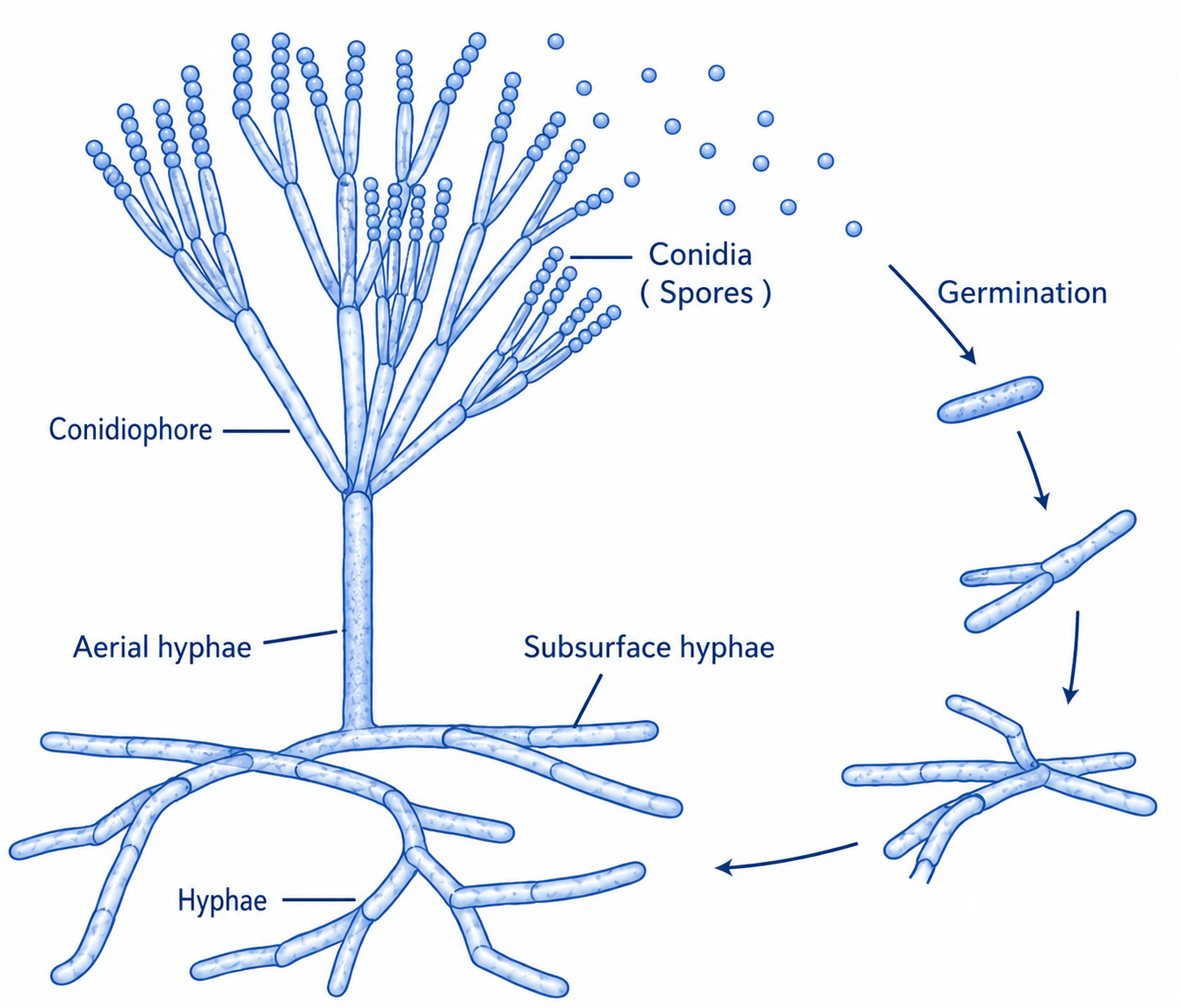 Hypha Tree Hyphae Images — Images — Mycelia